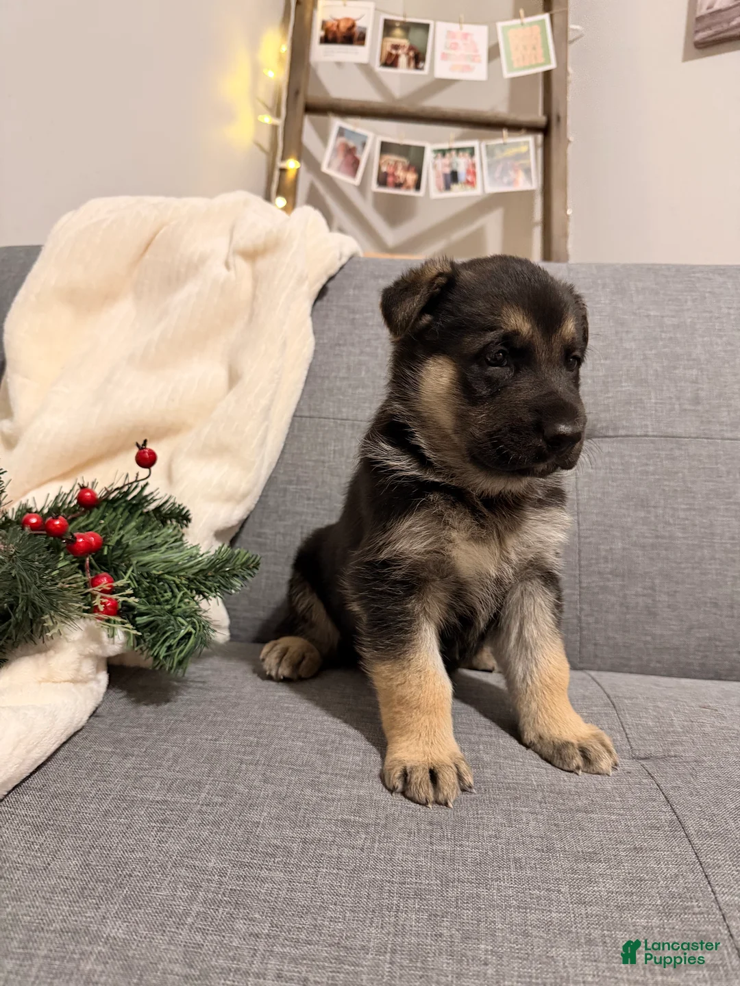 German Shepherd dogs for sale: German Shepherd Puppy 3 - Ad 6