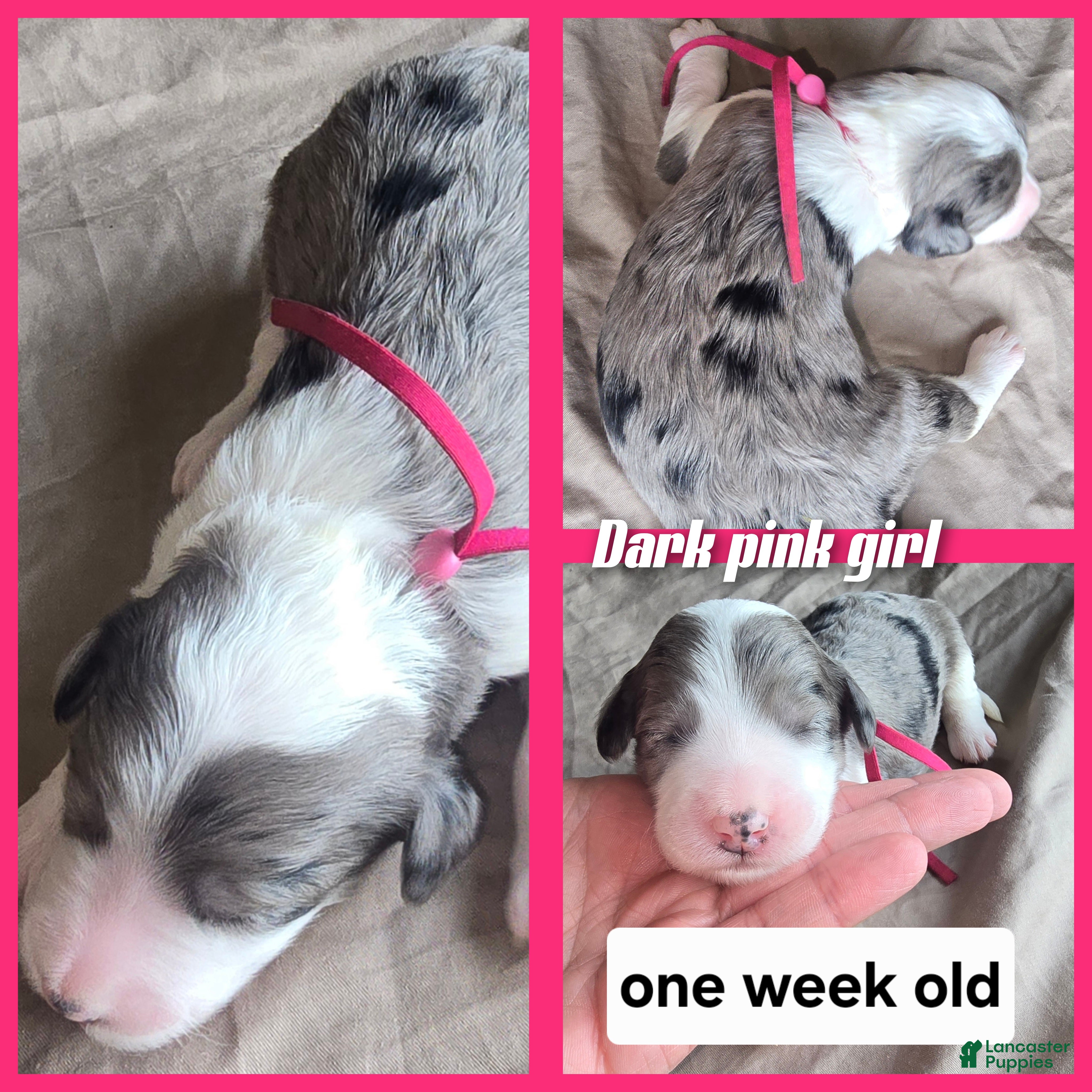 Sheepadoodle dogs Daisy-dark pink collar  - Ad 18