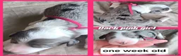 Sheepadoodle dogs for sale: Daisy-dark pink collar  - Ad 5