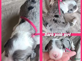 Sheepadoodle dogs Daisy-dark pink collar - Ad 18