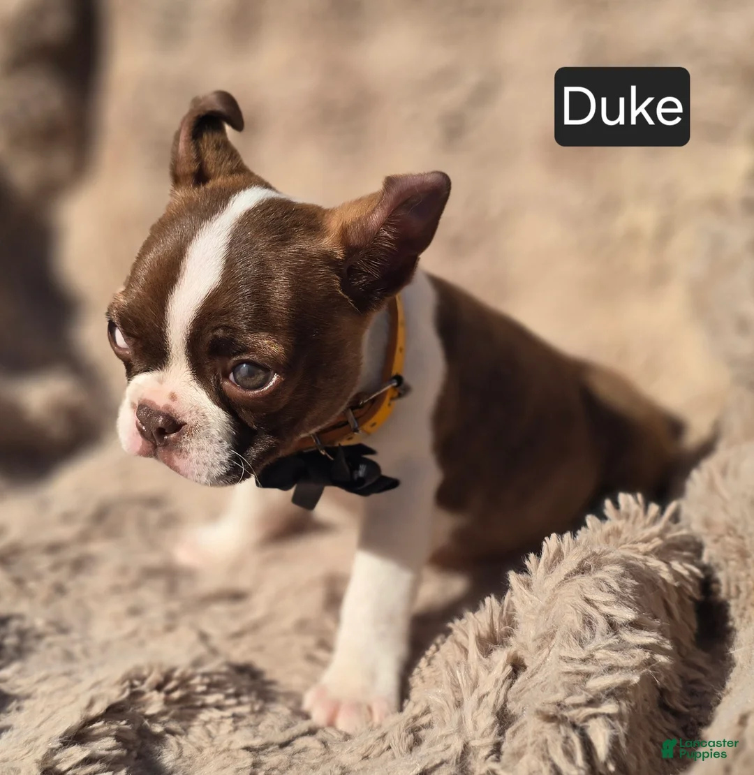 Boston Terrier dogs for sale: Duke - Ad 4