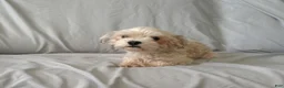 Maltipoo dogs for sale: Female 1  - Ad 4