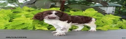 English Springer Spaniel dogs for sale: Misty - Ad 4