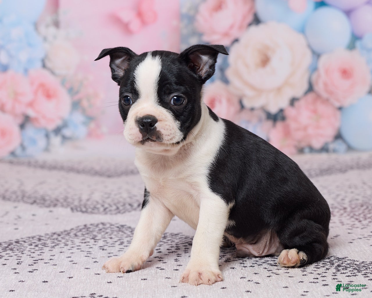 Boston Terrier dogs Jake - Ad 2