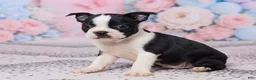 Boston Terrier dogs for sale: Jake - Ad 2
