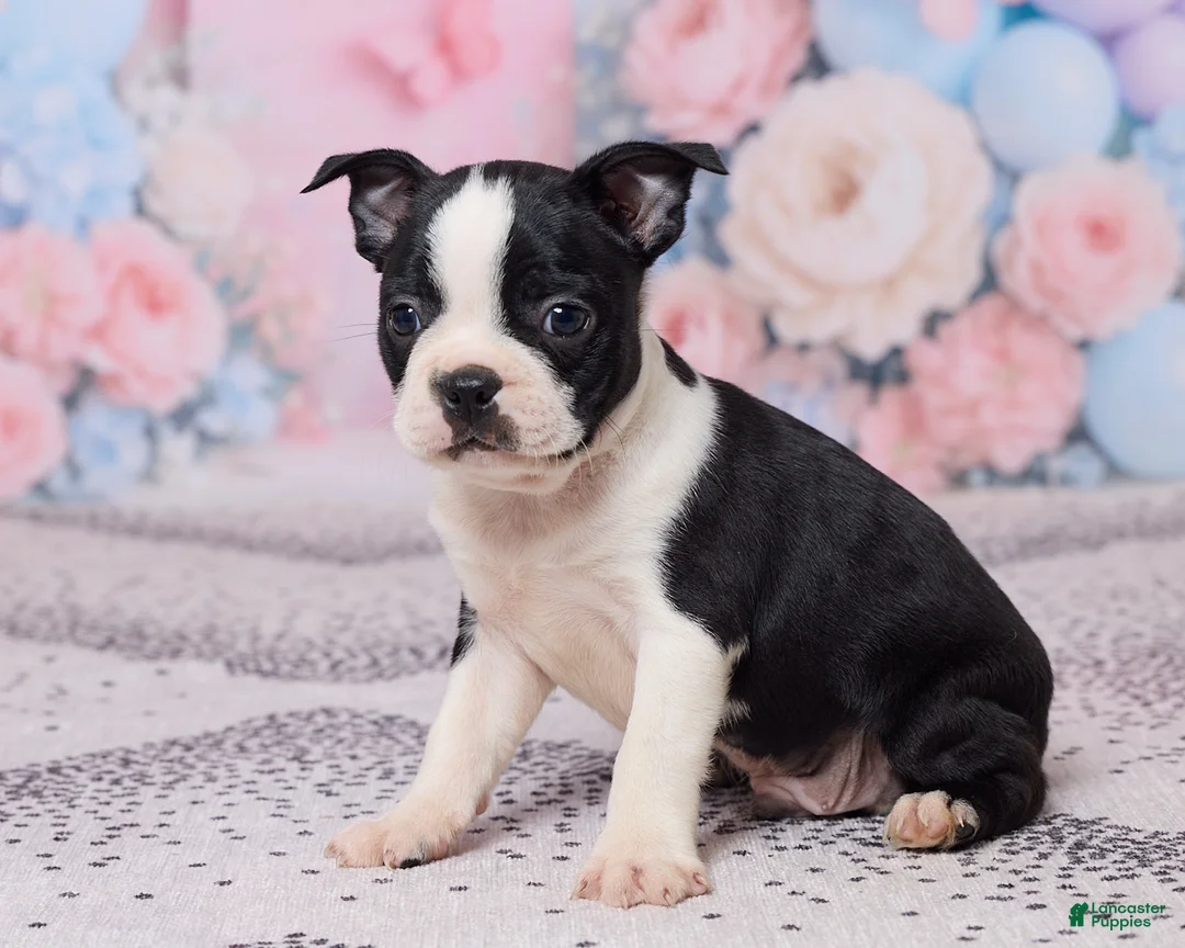 Boston Terrier dogs for sale: Jake - Ad 2