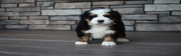 Mini Bernedoodle dogs for sale: Jax - Ad 8
