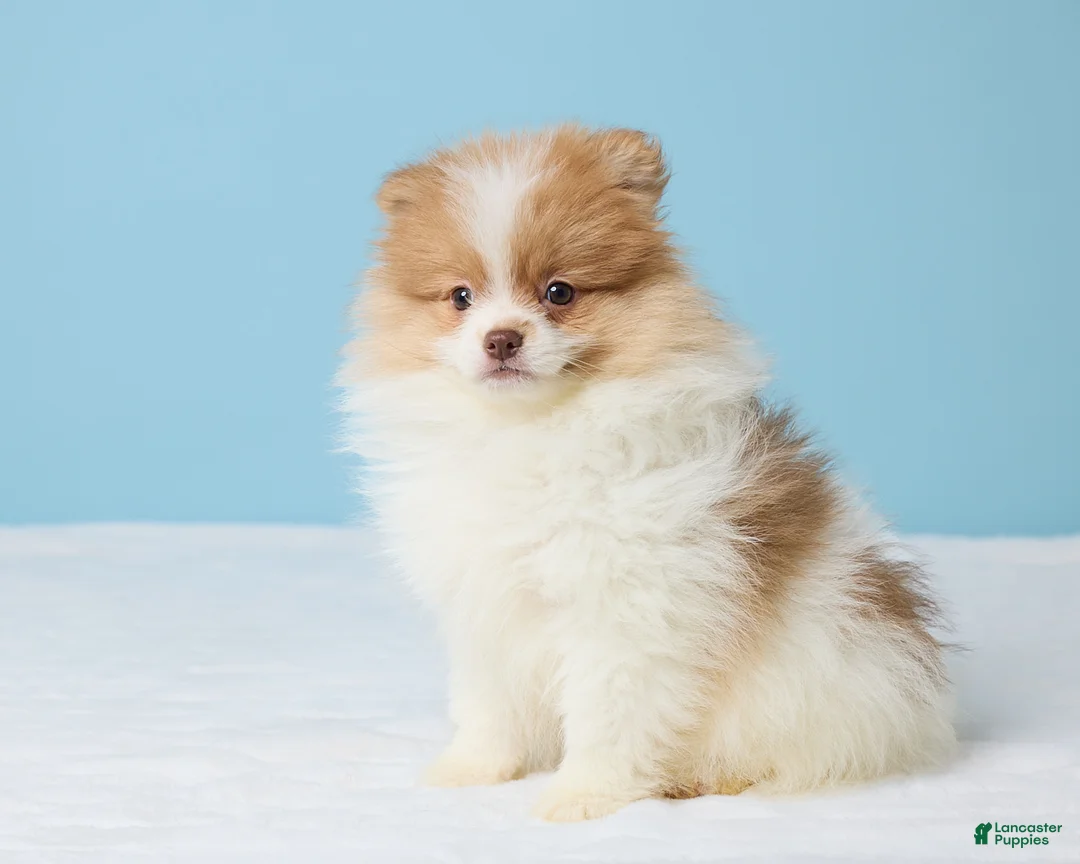 Pomeranian dogs for sale: Freddy - Ad 2