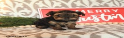 Yorkshire Terrier dogs for sale: Beth - Ad 2
