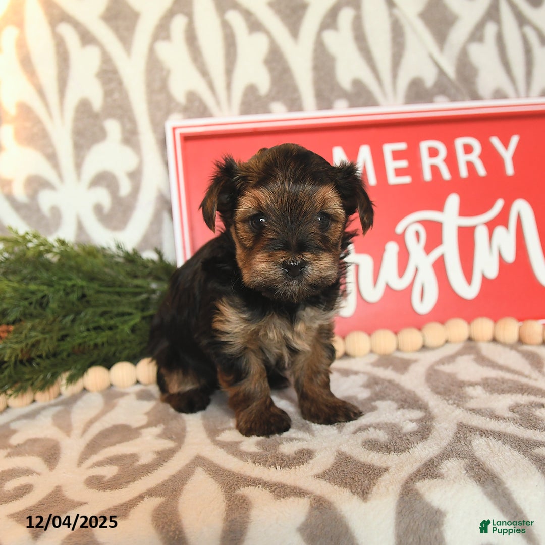 Yorkshire Terrier dogs for sale: Beth - Ad 2