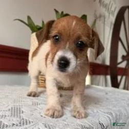 Mixed Breed dogs Brownie  - Ad 12