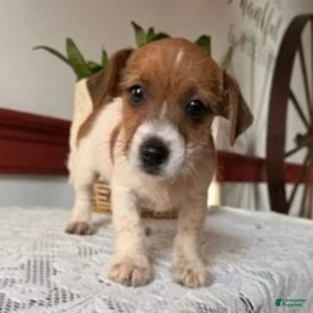 Mixed Breed dogs for sale: Brownie  - Ad 1