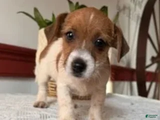 Mixed Breed dogs Brownie - Ad 14