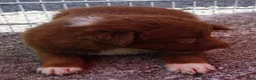 Border Collie dogs for sale: MEADOW - Ad 11