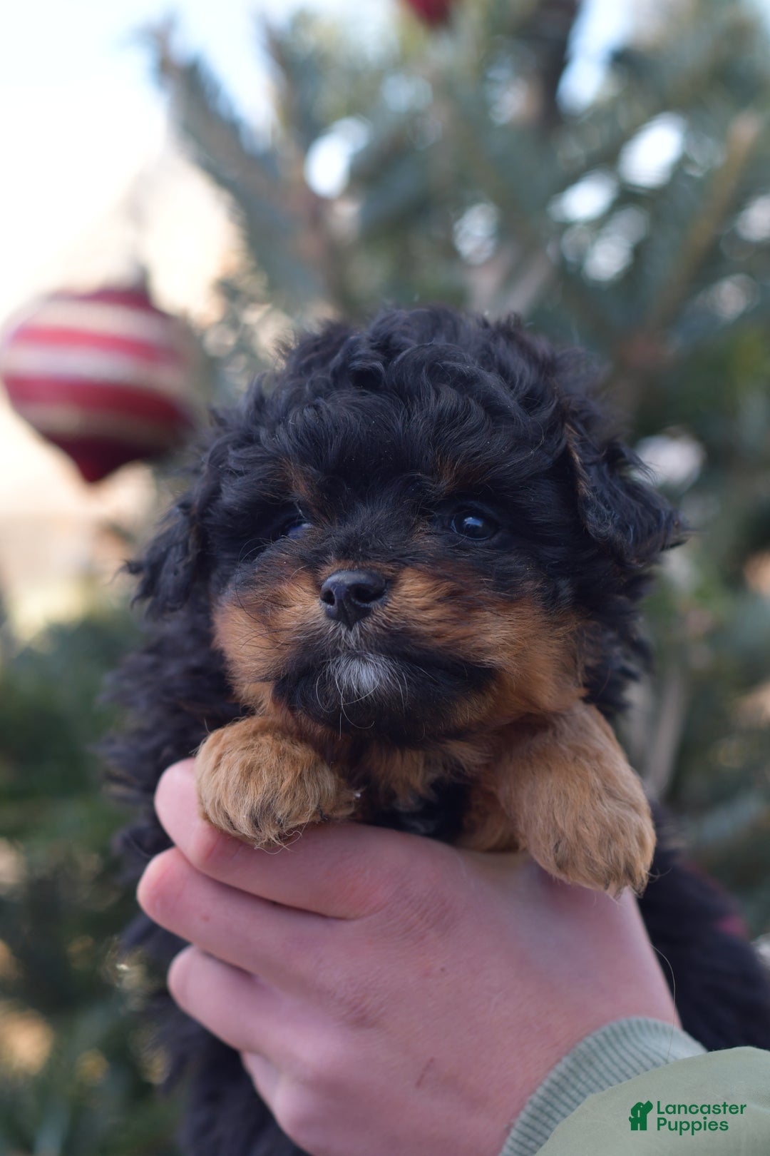 Mini Aussiedoodle dogs for sale: Grizzly - Ad 26