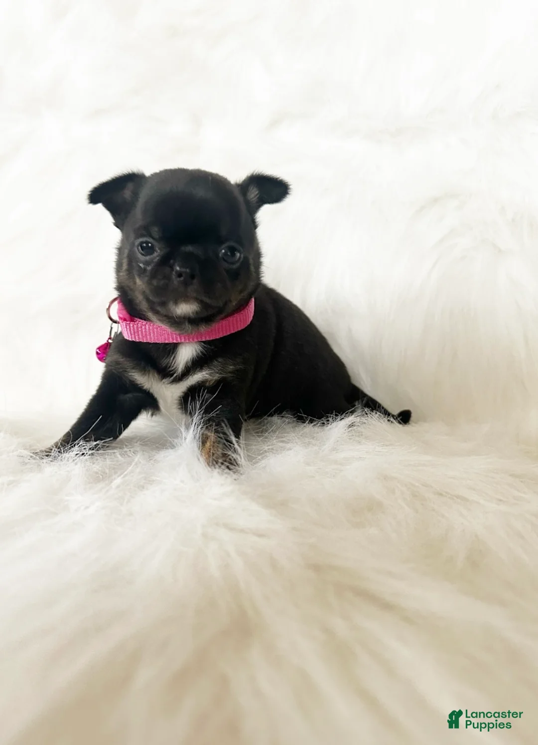 Chihuahua dogs for sale: Cherry - Ad 9