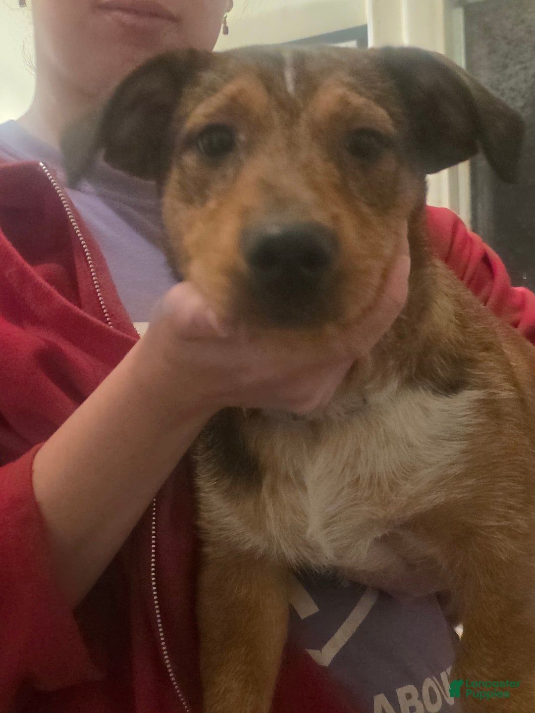 Mixed Breed dogs for sale: Buddy - Ad 1