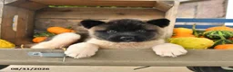 Akita dogs for sale: Nicholas - Ad 3