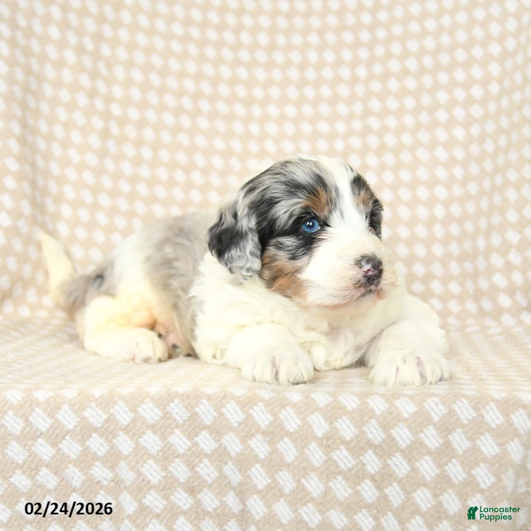 Mini Bernedoodle dogs for sale: Teddy - Ad 3