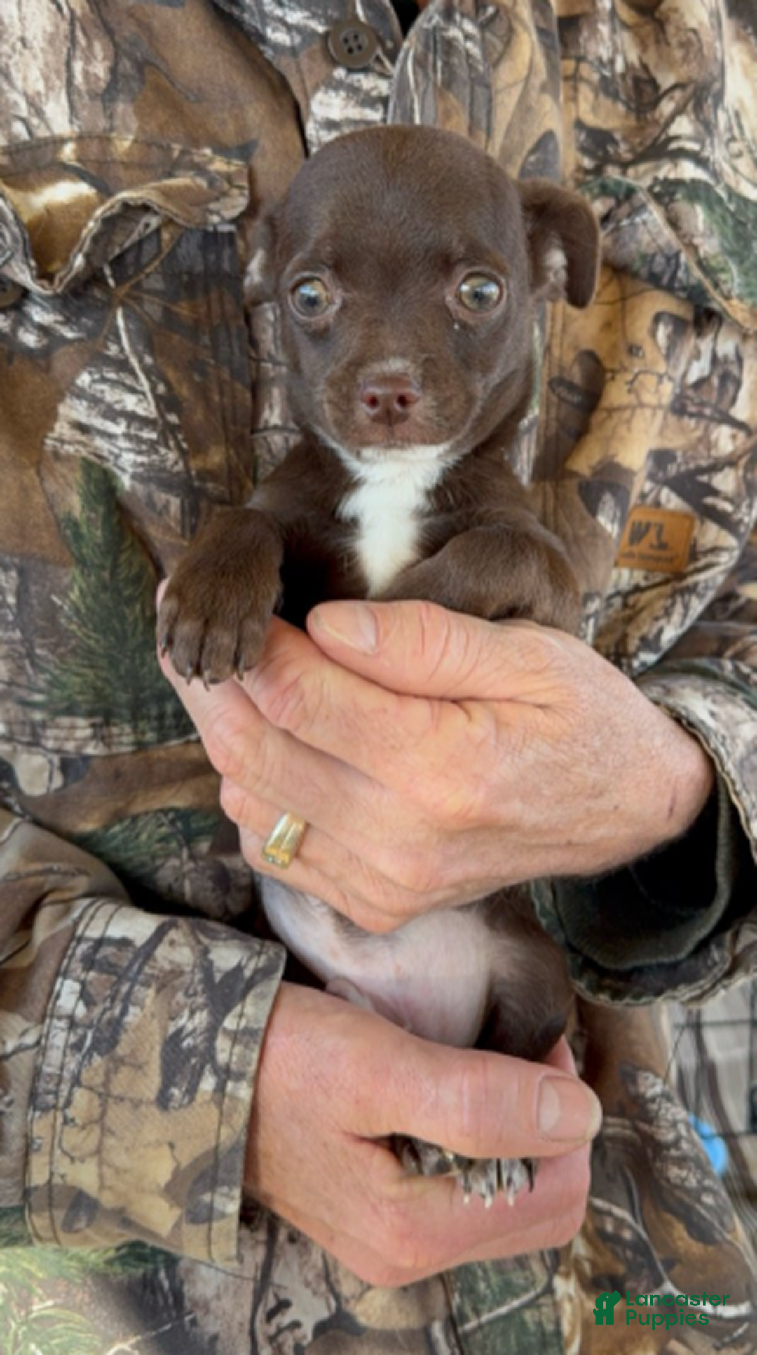 Chihuahua dogs for sale: Chihuahua Boy 2 - Ad 4