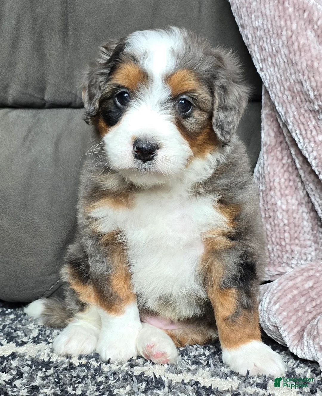 Mini Bernedoodle dogs for sale: Mini Alfie - Ad 3