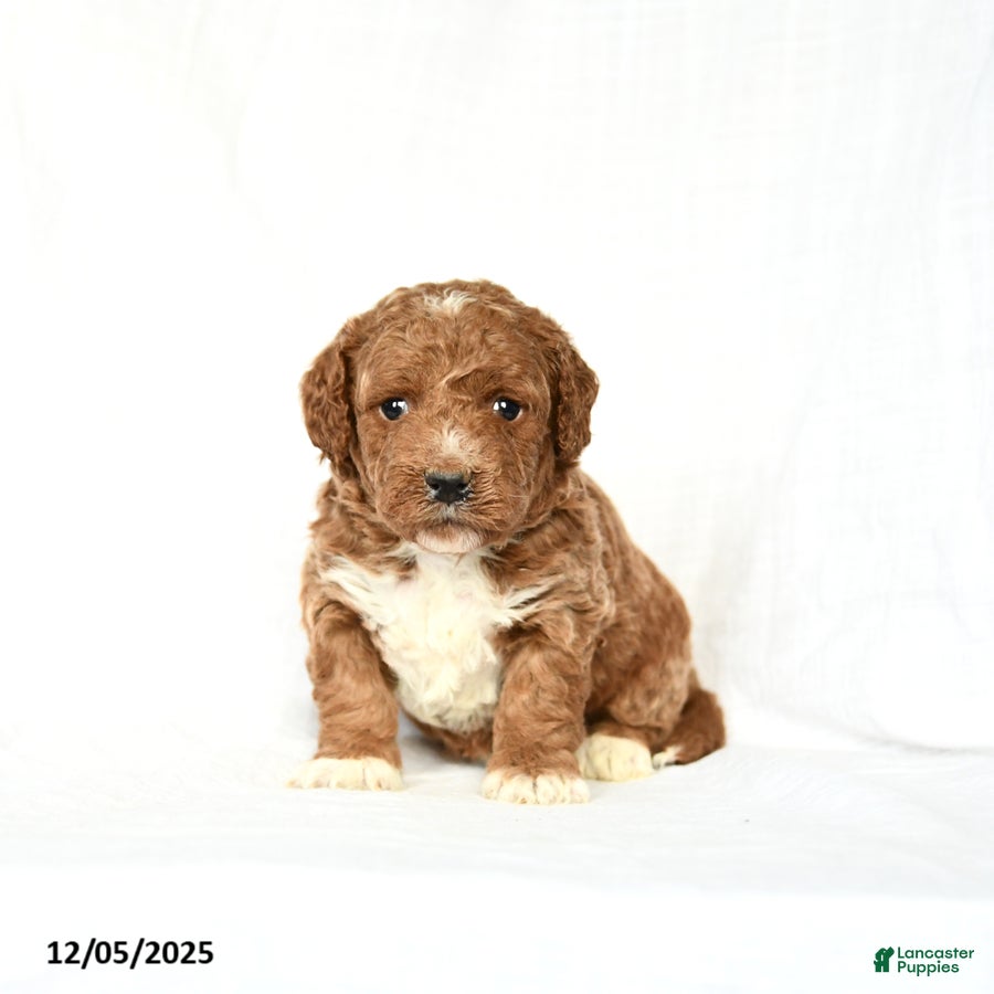 Mini Goldendoodle dogs Lucy - Ad 11