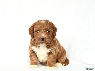 Mini Goldendoodle dogs Lucy - Ad 36