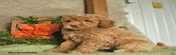 Mini Goldendoodle dogs for sale: Gizmo  - Ad 2
