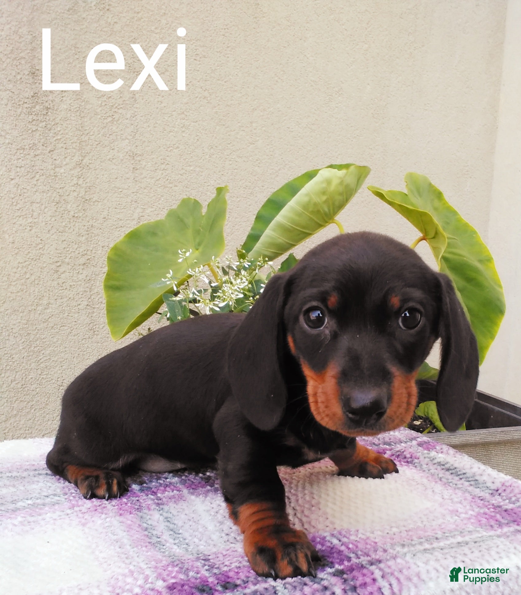 Dachshund dogs Lexi - Ad 27