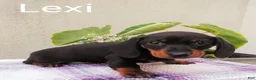 Dachshund dogs for sale: Lexi - Ad 1