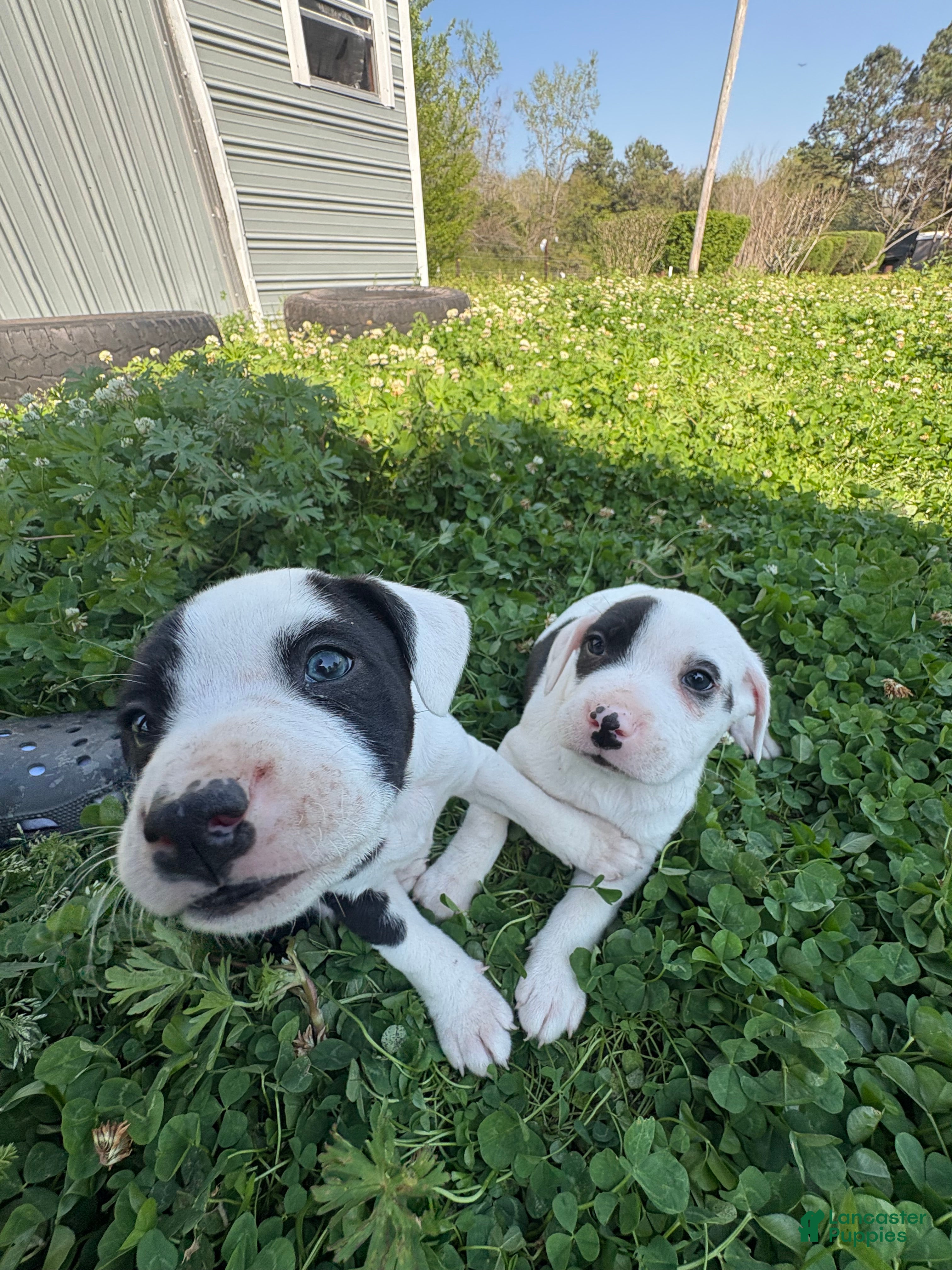 American Pit Bull Terrier dogs American Pit Bull Terrier Puppy 1 - Ad 6