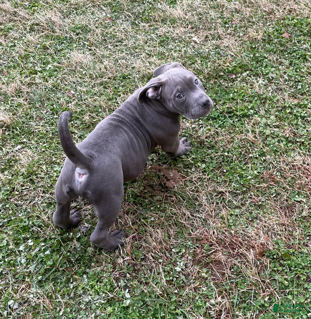 American Bully dogs for sale: Rocko - Ad 11