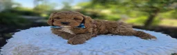 Cavapoo dogs for sale: Tootsie - Ad 3