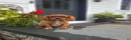 Cavalier King Charles Spaniel dogs for sale: Peanuts - Ad 1