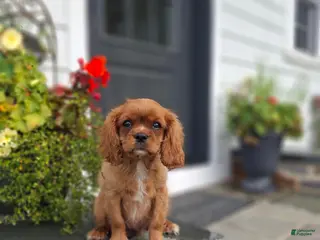 Cavalier King Charles Spaniel dogs Peanuts - Ad 7