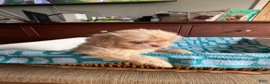 Shih Tzu 5