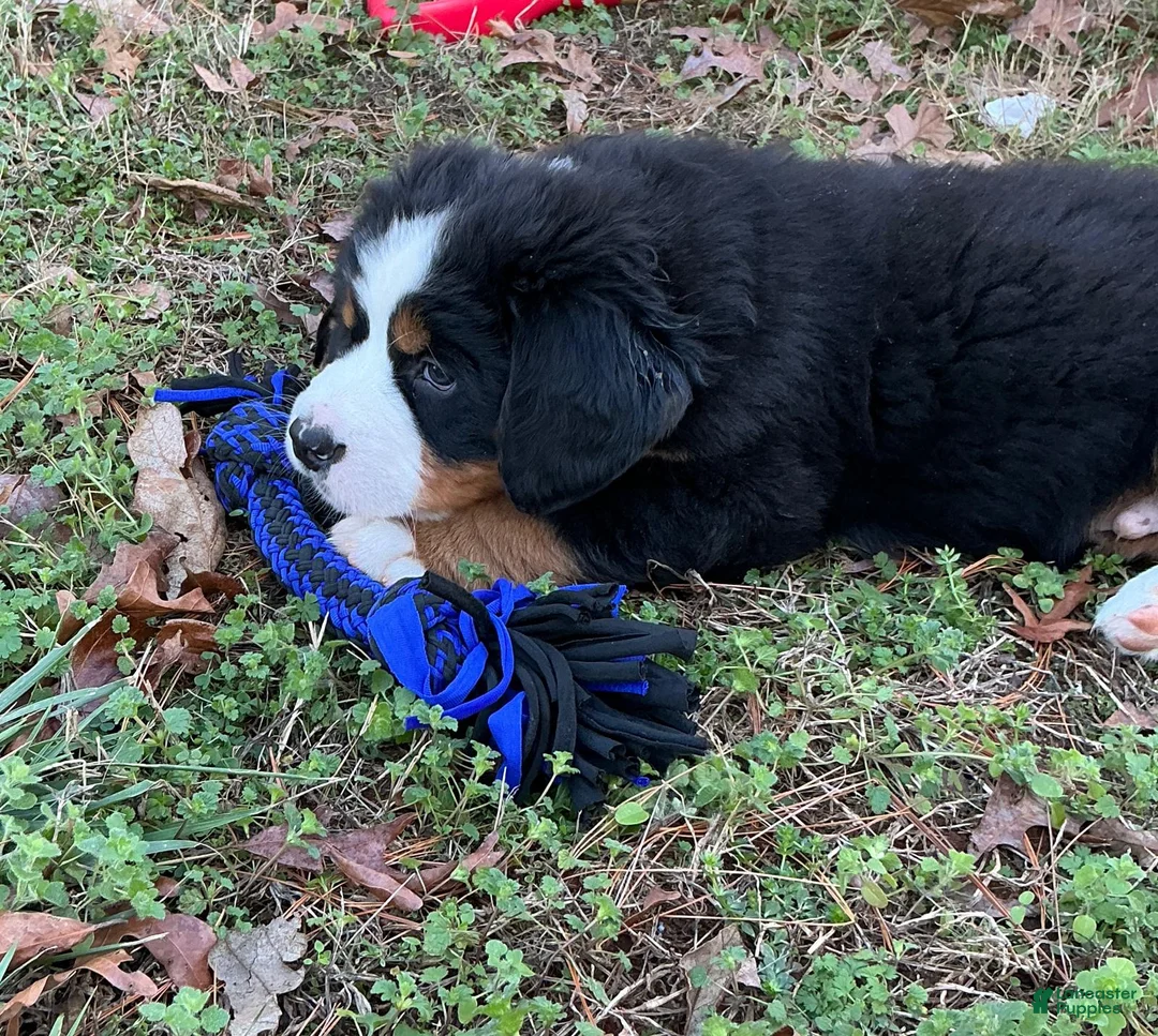 Bernese Mountain Dog dogs for sale: "Grinch"  Bernese Mountain Dog Puppy 1 - Ad 5