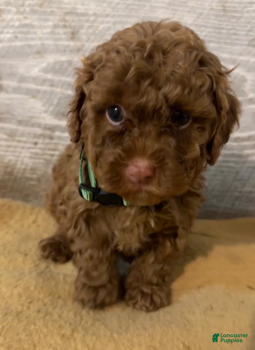 Toy Poodle dogs for sale: Hunter- AKC Teacup/Toy Poodle  - Ad 1