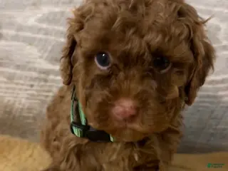 Toy Poodle dogs Hunter- AKC Teacup/Toy Poodle - Ad 8