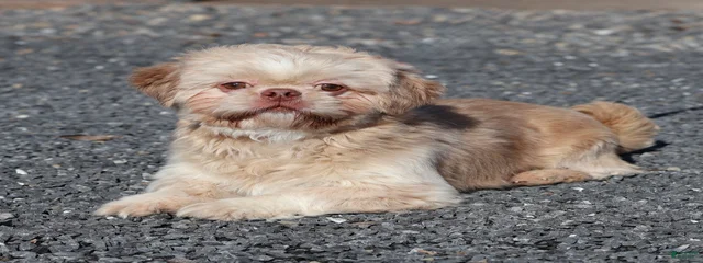 DJ