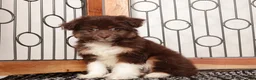 Mini Aussiedoodle dogs for sale: Lilly - Darling F1B Mini Aussie Doodle  - Ad 3