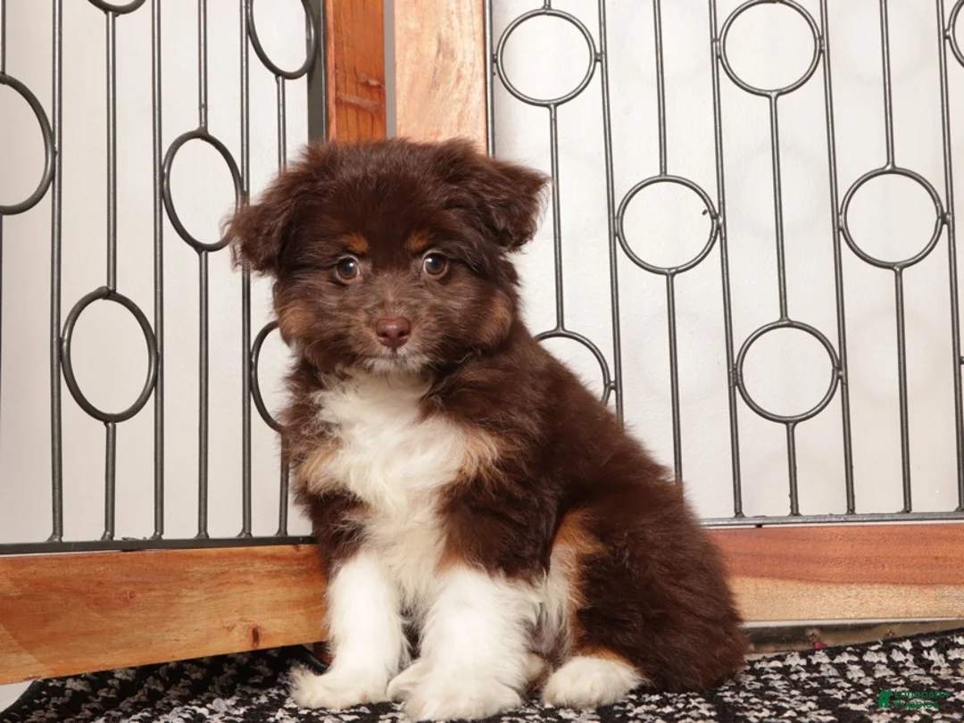 Mini Aussiedoodle dogs for sale: Lilly - Darling F1B Mini Aussie Doodle  - Ad 3