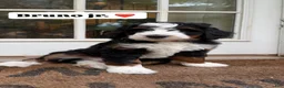 Mini Bernedoodle dogs for sale: Bruno Jr. - Ad 1