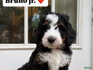 Mini Bernedoodle dogs Bruno Jr. - Ad 5