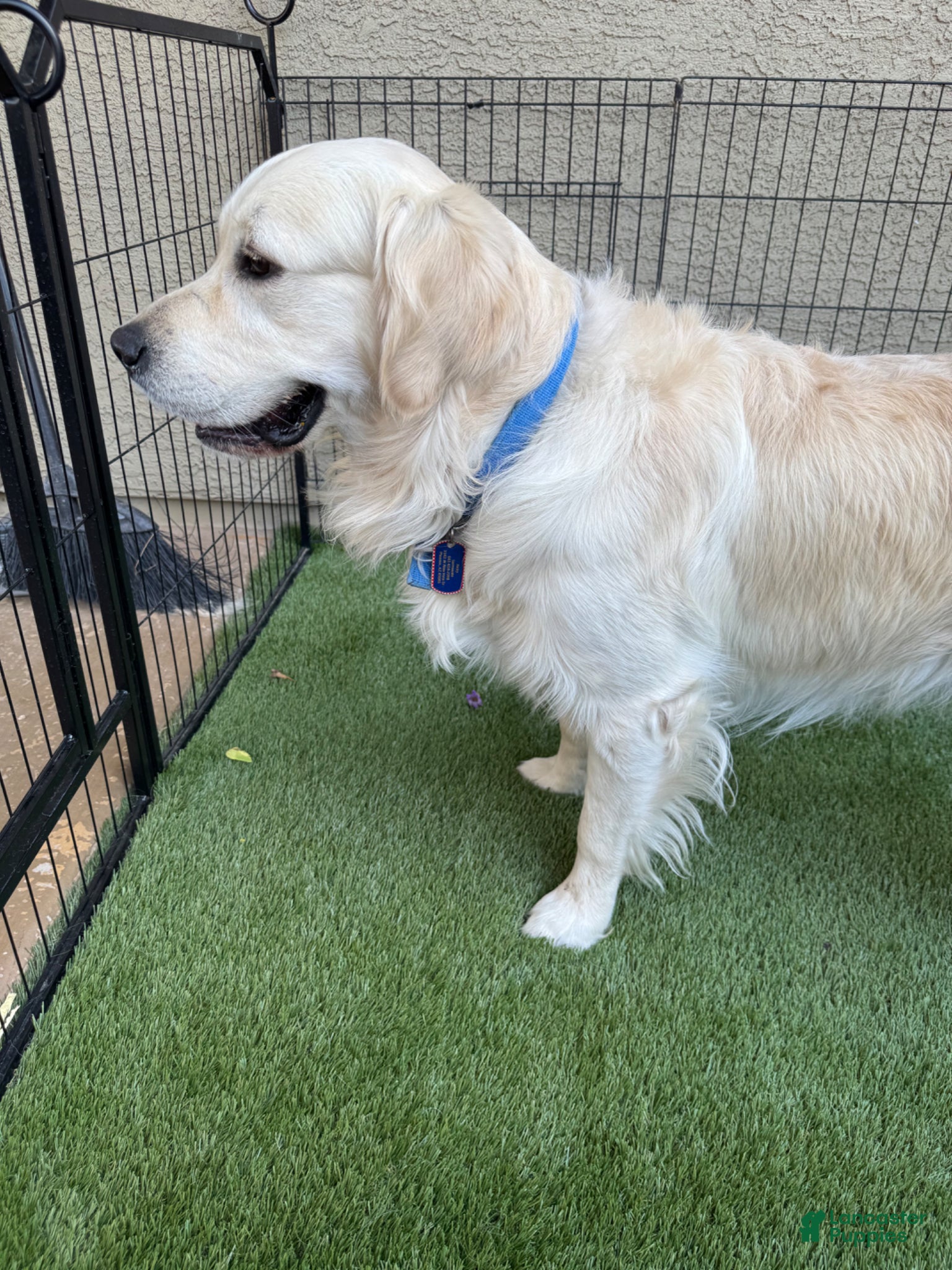 Golden Retriever dogs for sale: Golden Retriever Puppy 2 - Ad 3