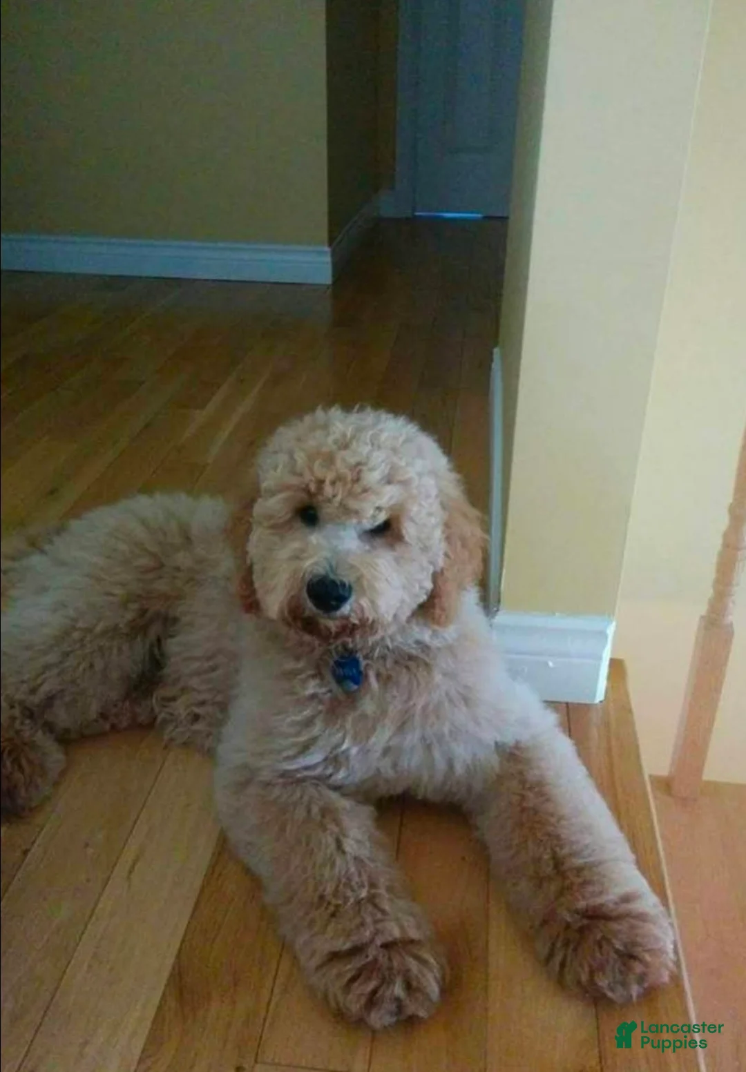 Goldendoodle dogs for sale:  Goldendoodle 'Mini'  Puppy 2 - Ad 2
