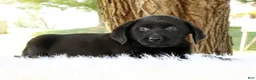 Labrador Retriever dogs for sale: Autumn - Ad 5