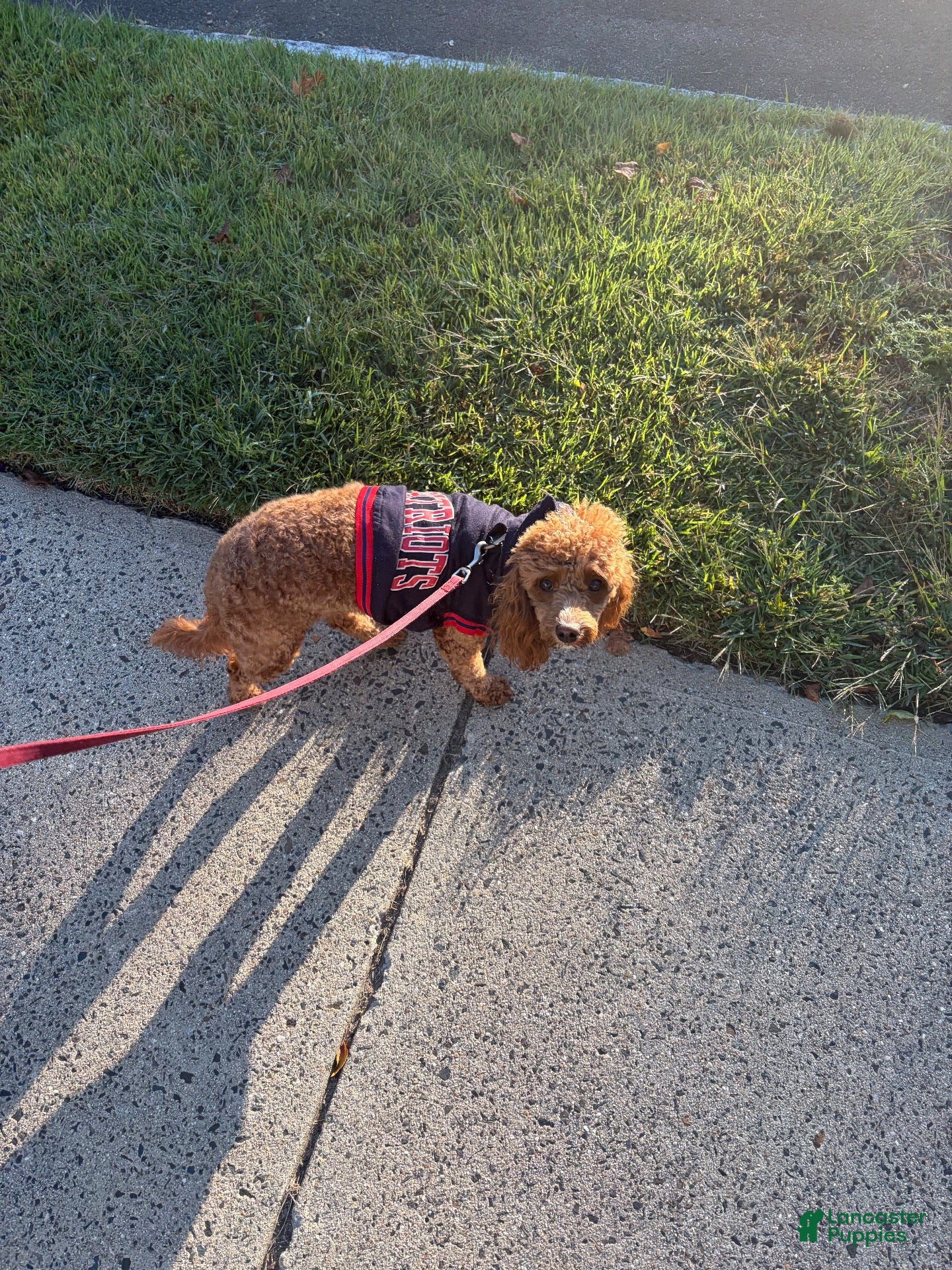 Cockapoo dogs for sale: Ginger  - Ad 2