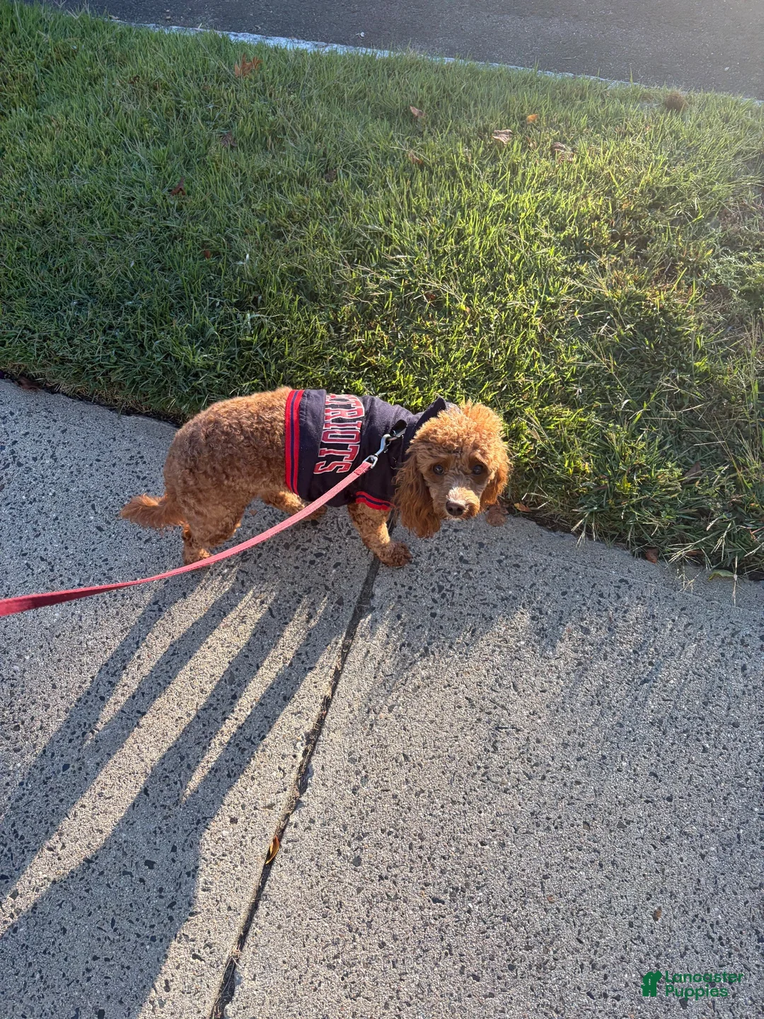 Cockapoo dogs for sale: Ginger  - Ad 2