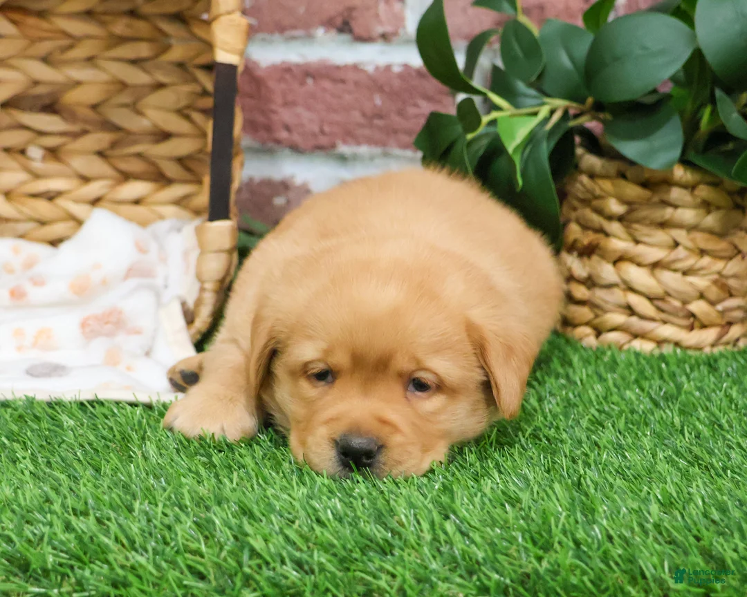 Labrador Retriever dogs for sale: Eagle - Ad 1